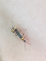 Chauliognathus sydneyanus