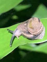 Parmarion