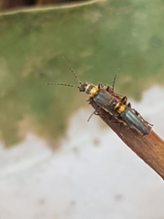 Chauliognathus sydneyanus