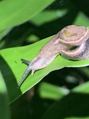 Parmarion