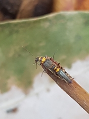 Chauliognathus sydneyanus