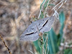 Isturgia penthearia