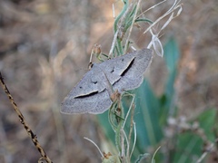 Isturgia penthearia
