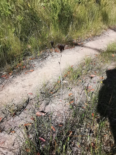 Haemodorum corymbosum (Haemodorum corymbosum)