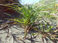 Lilium formosanum