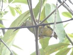 Arachnothera flavigaster