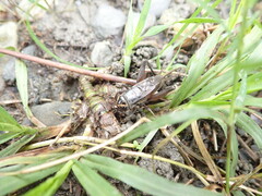 Teleogryllus occipitalis