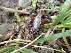 Teleogryllus occipitalis