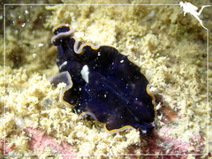 Pseudobiceros hancockanus