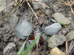 Teleogryllus occipitalis