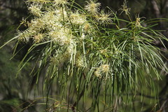 Grevillea parallela