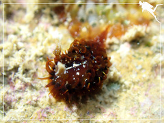 Madrella ferruginosa
