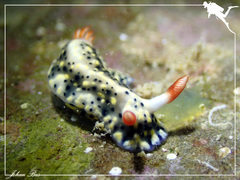 Hypselodoris infucata
