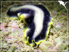 Pseudoceros paralaticlavus