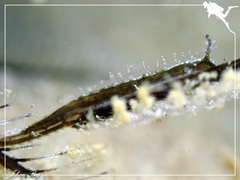 Lomanotus vermiformis