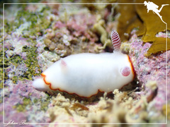 Goniobranchus verrieri