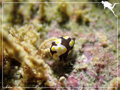 Colpodaspis thompsoni