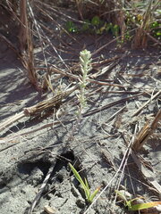Ozothamnus leptophyllus