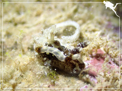 Goniodoris joubini