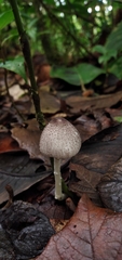 Lepiota atrodisca