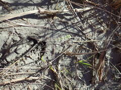 Ozothamnus leptophyllus