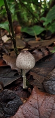 Lepiota atrodisca