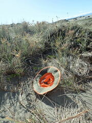 Ozothamnus leptophyllus
