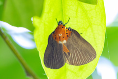 Peridrome orbicularis