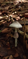 Lepiota atrodisca
