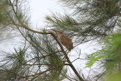 Ixobrychus cinnamomeus