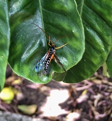 Echthromorpha intricatoria