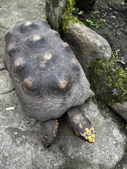 Chelonoidis