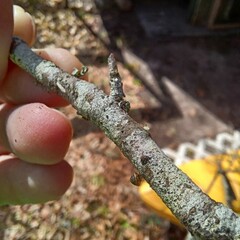 Strobilops