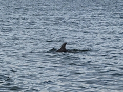 Tursiops truncatus