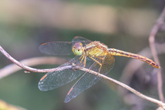 Neurothemis intermedia