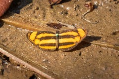 Pantoporia paraka