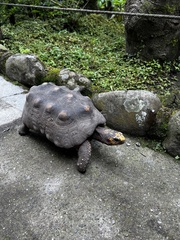 Chelonoidis