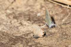 Prosotas nora ardates