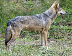 Canis lupus pallipes
