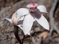 Caladenia alpina