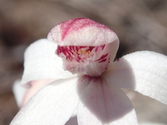 Caladenia alpina