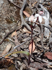 Caladenia alpina