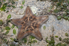 Goniodiscaster scaber