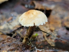 Verrucosporaceae