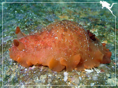 Dendrodoris