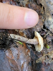 Verrucosporaceae