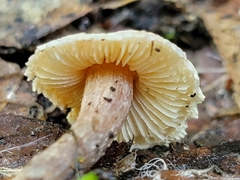 Verrucosporaceae