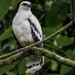 White Hawk - Photo (c) Travel In Costa Rica, some rights reserved (CC BY-NC), uploaded by Travel In Costa Rica