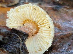 Verrucosporaceae