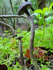Pseudoclitocybe